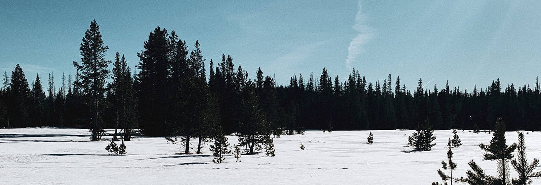 Snow-covered meadow with dark evergreen trees under a clear blue sky, evoking calm solitude.