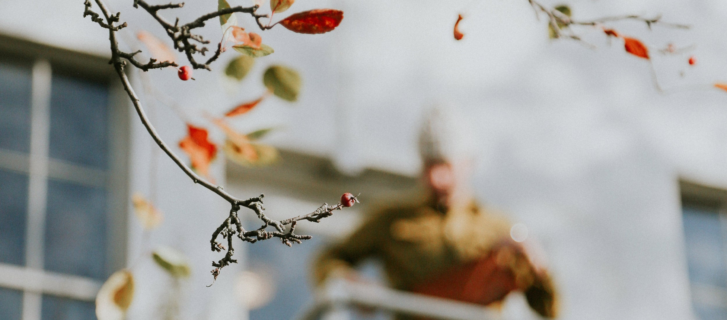 Autumn branch with red berries and falling leaves, soft focus, cozy winter vibe, seasonal sale collection.