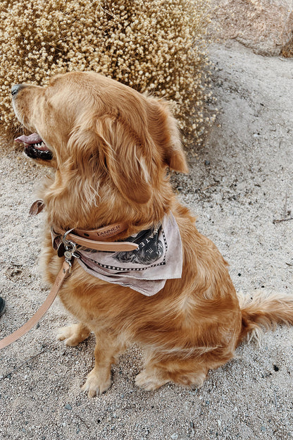 Natural classic canine collar, worn by a golden retriever with a patterned bandana on gravel.