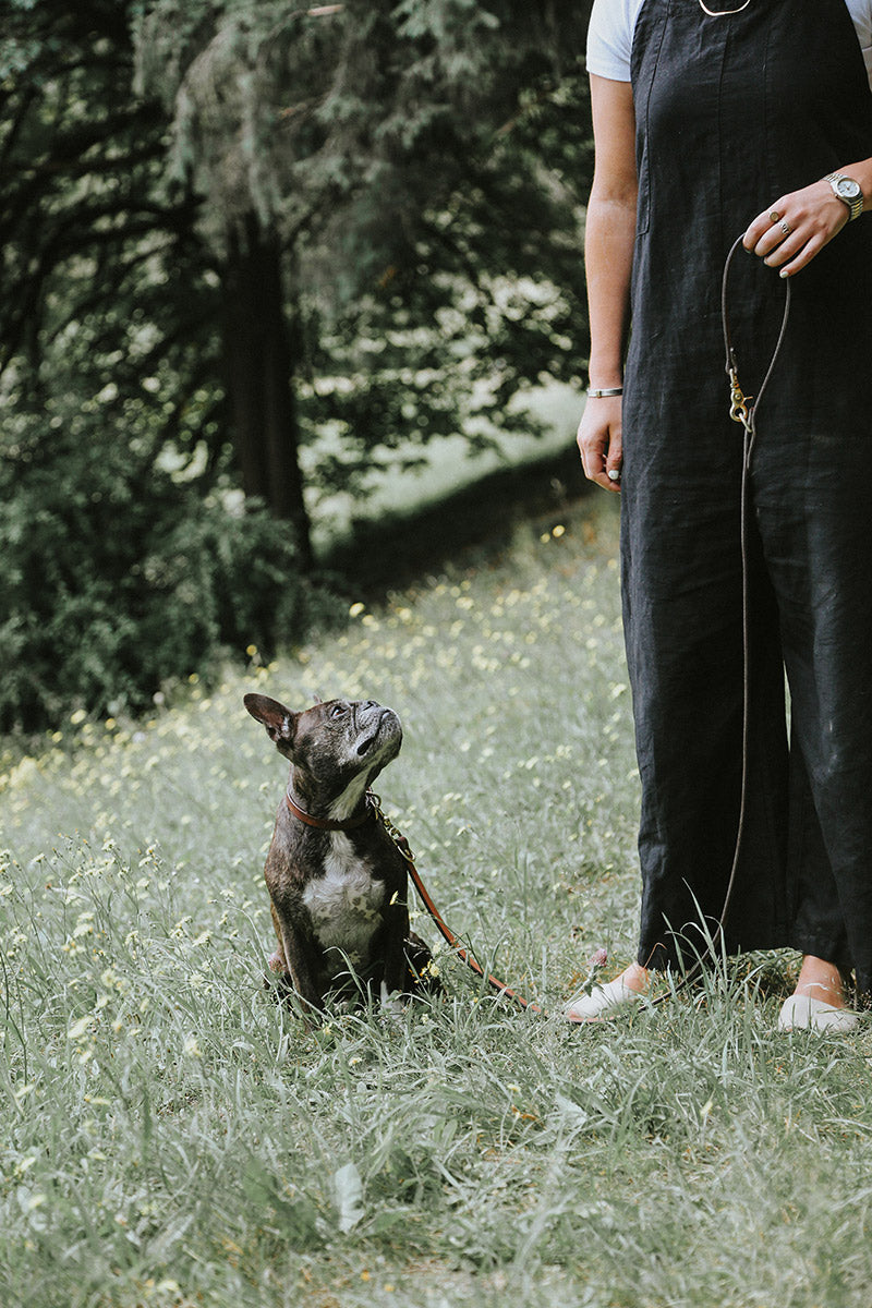 Saddle Tan Convertible Canine Lead with brass clasp, held by a person next to a brindle French Bulldog in a grassy field.