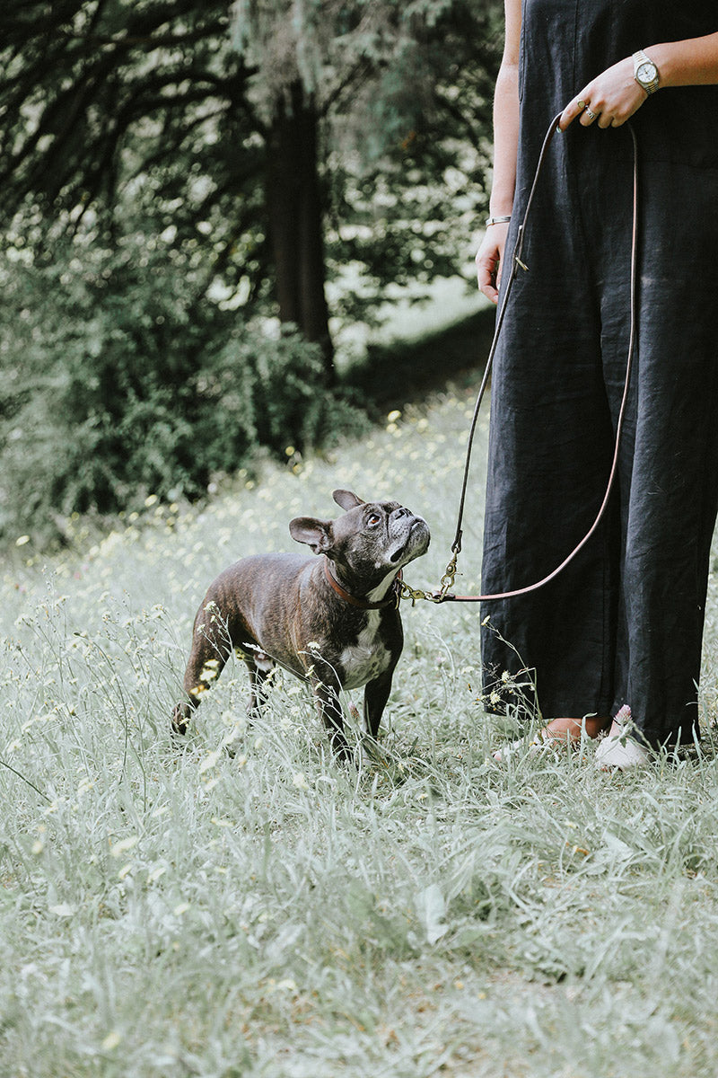 Cognac leather convertible canine lead with brass hardware, held by a person next to a French Bulldog in a grassy field.