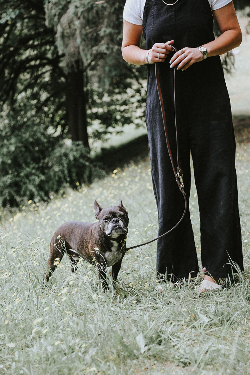 Black convertible canine lead held by a person, attached to a French Bulldog's collar in a grassy field.