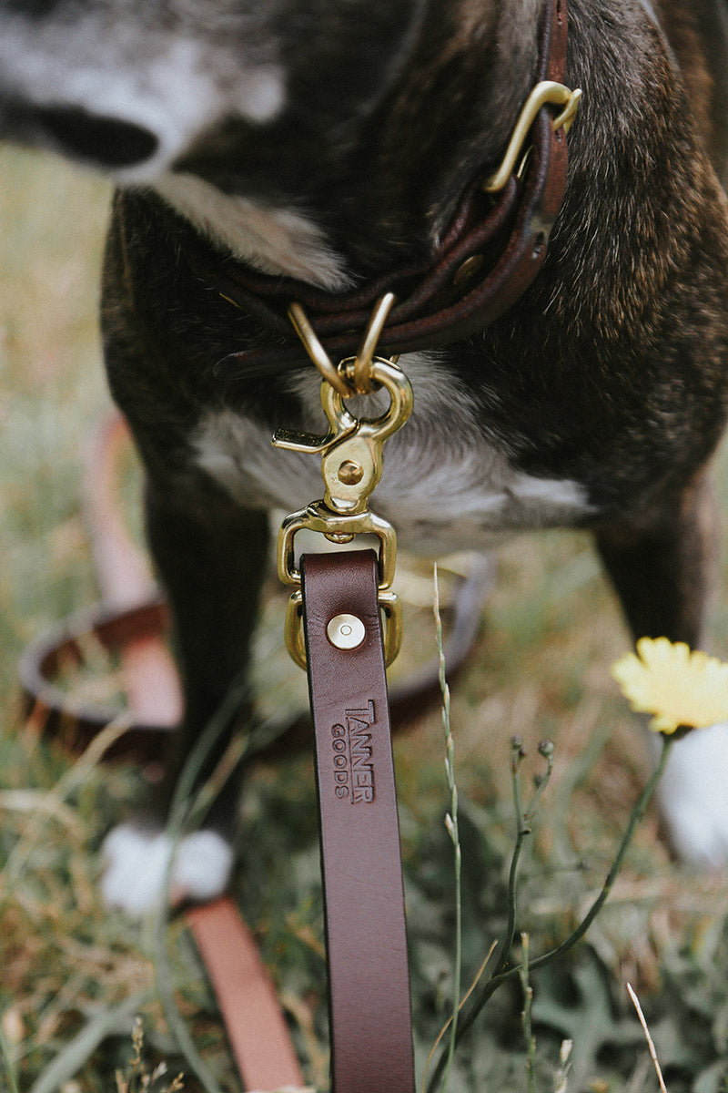 Cognac leather Convertible Canine Lead by Tanner Goods, attached to a dog's collar with brass hardware, in grass by a yellow flower.