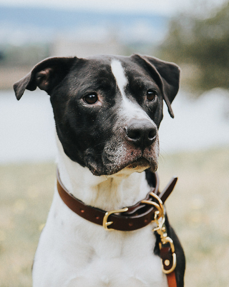 Classic cognac canine collar with a gold buckle worn by a black and white dog.